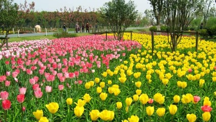 蘇州中國花卉植物園門票預(yù)訂指南及價(jià)格信息